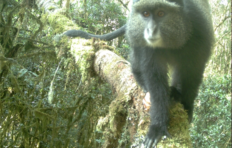 Blue monkey CREDIT WCA Rwanda Progam